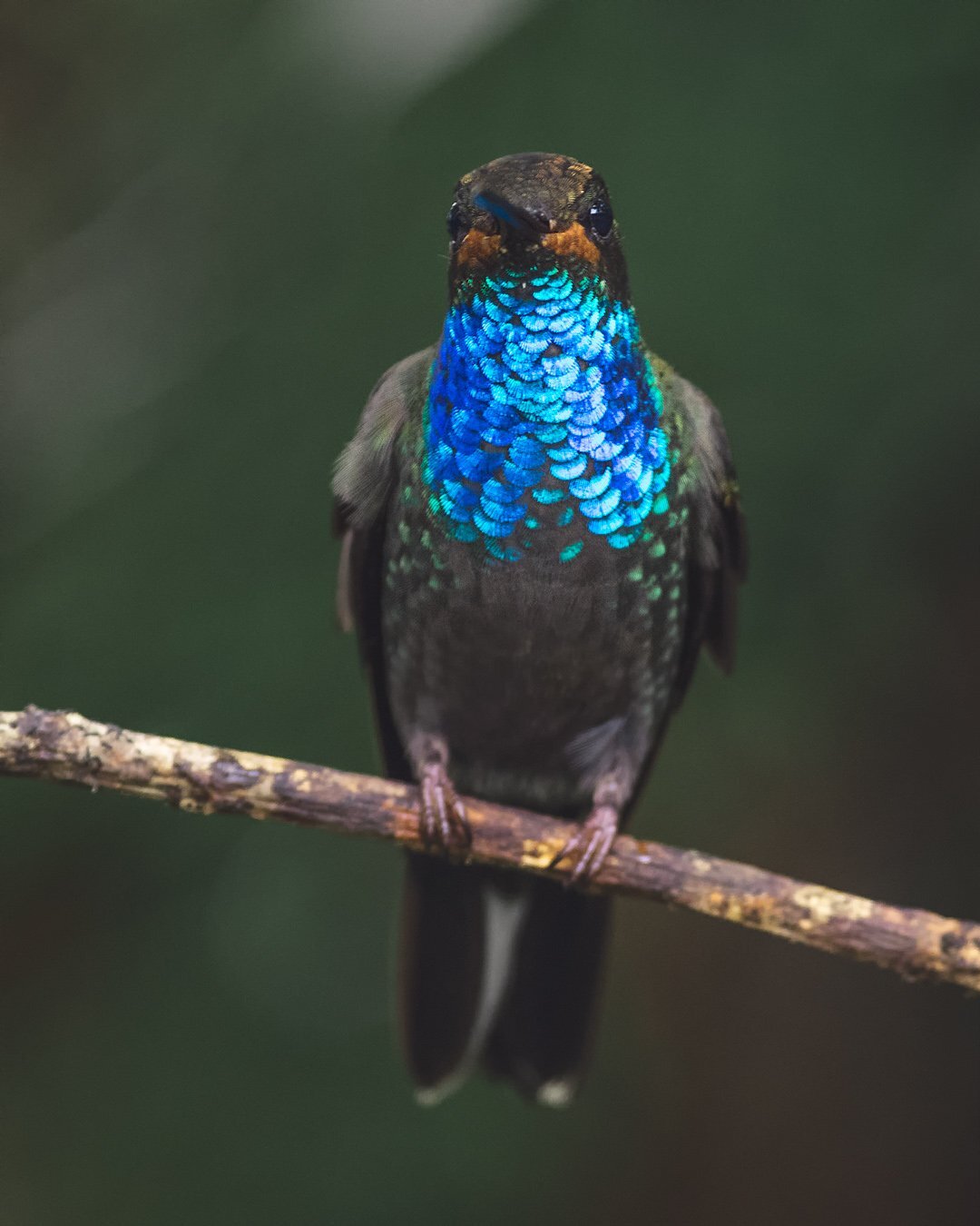 White-tailed Hillstar