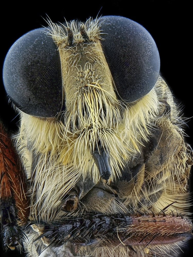 Robberfly