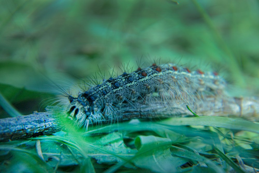 большеглазая гусеница