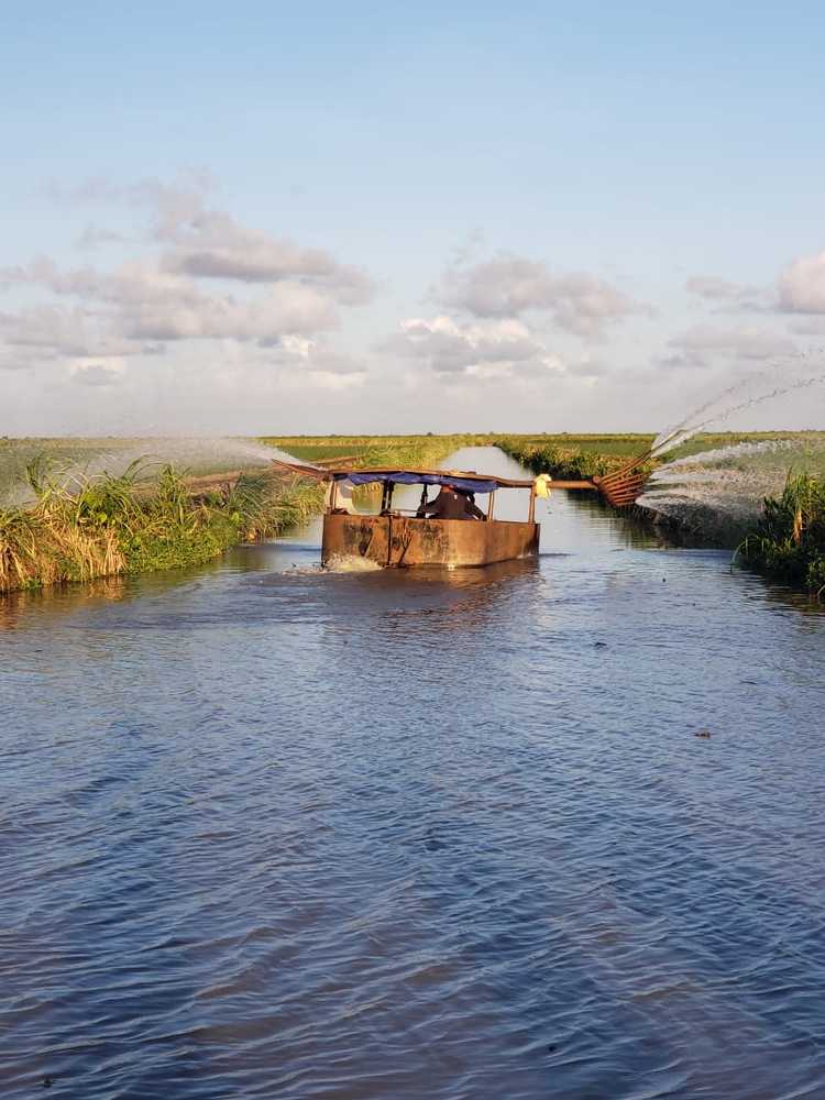 Spraying the cane fields, Guyana.