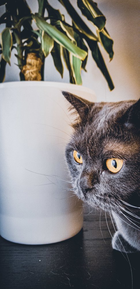 love flowers very much