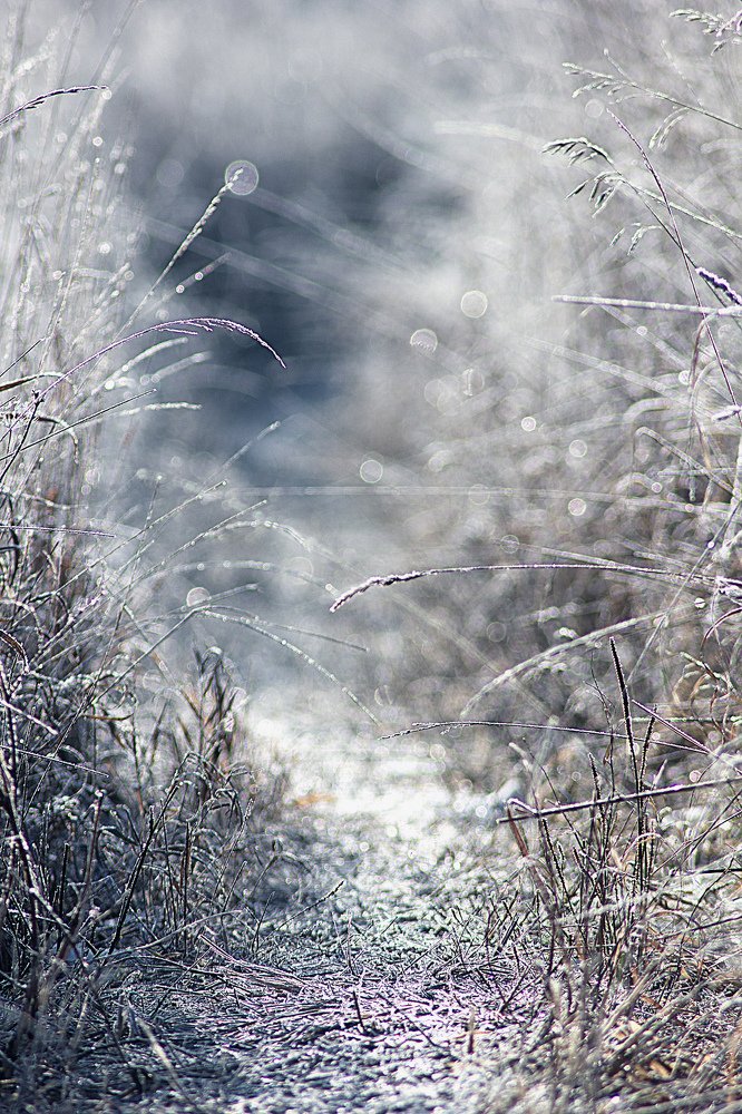 зимняя тропинка