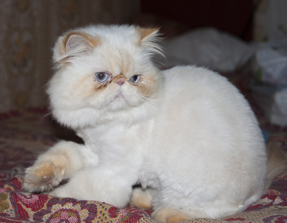 Белоснежка.