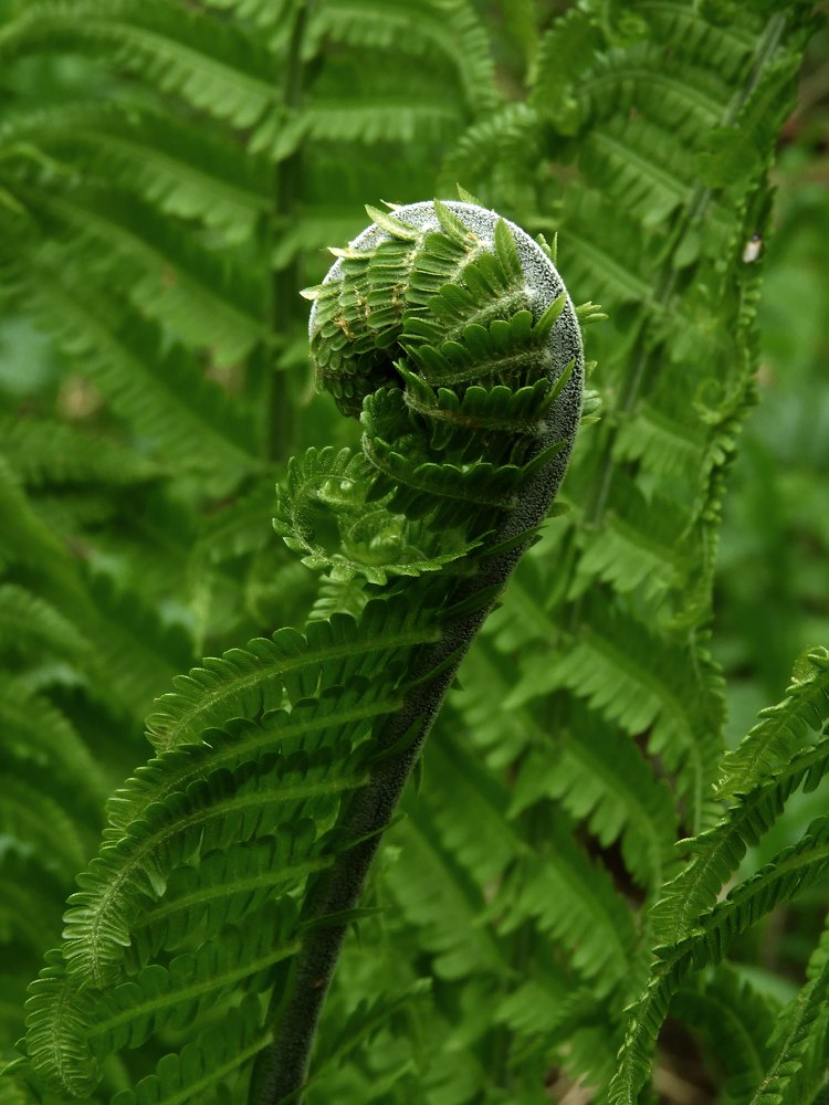 Совершенство природы