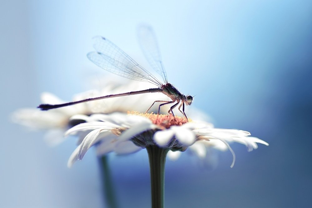 Утро стрекозы