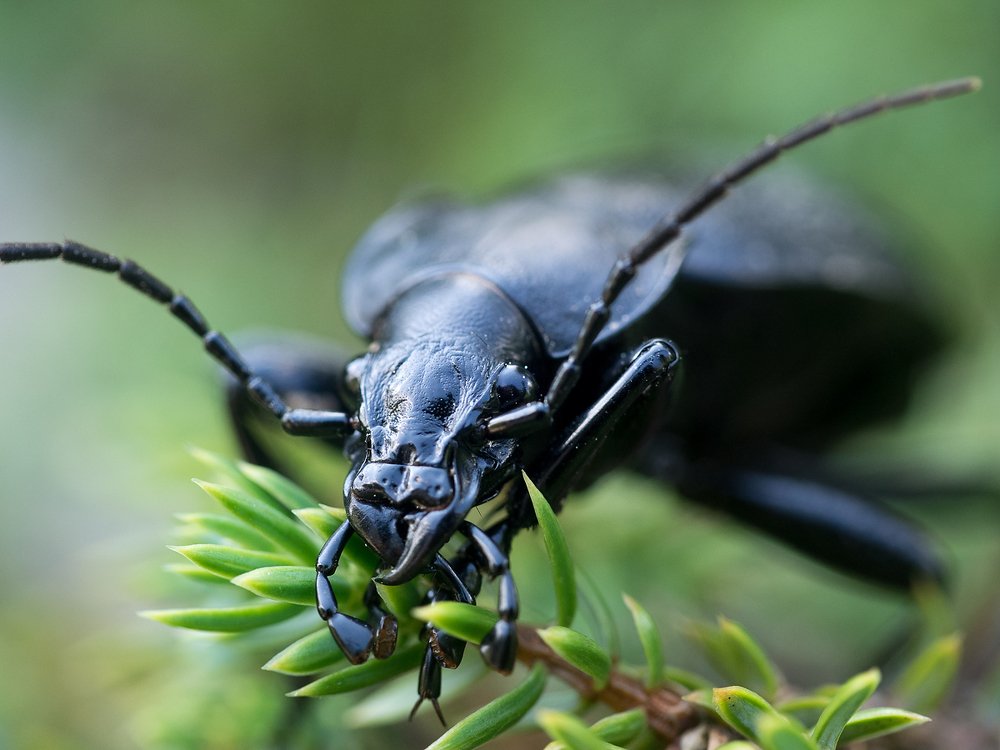 Photograph by Руслан Гончар