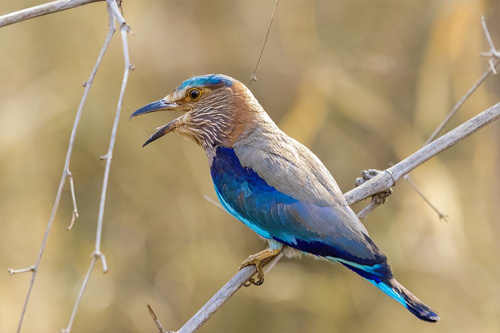 Indian Roller