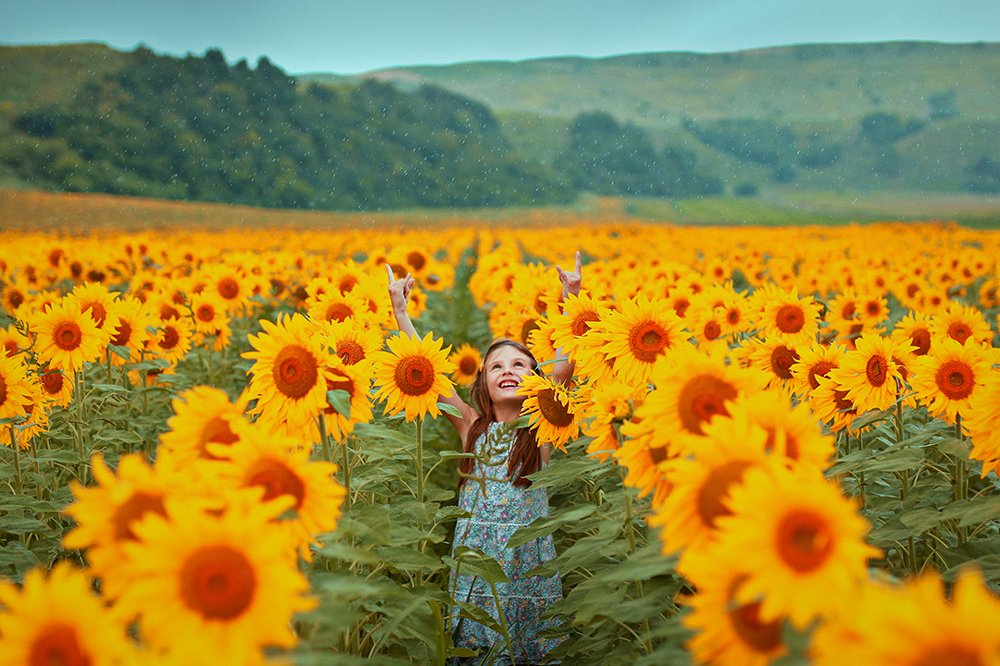 Подсолнухи