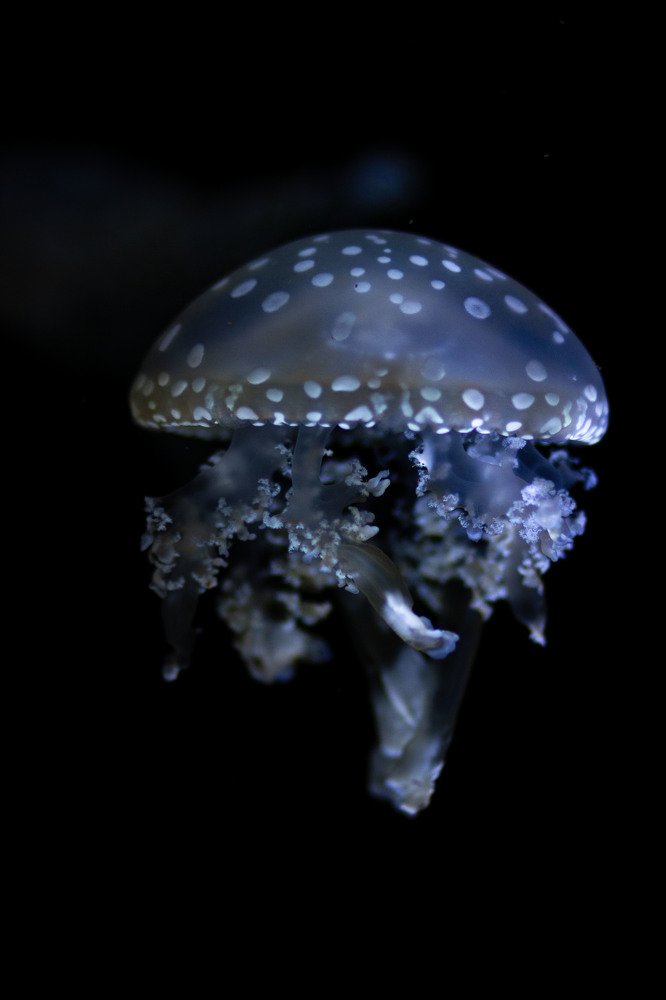 Морское желе