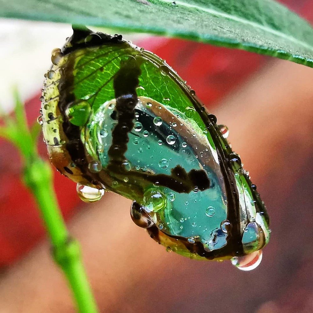 Cocoon that soon turn into butterfly