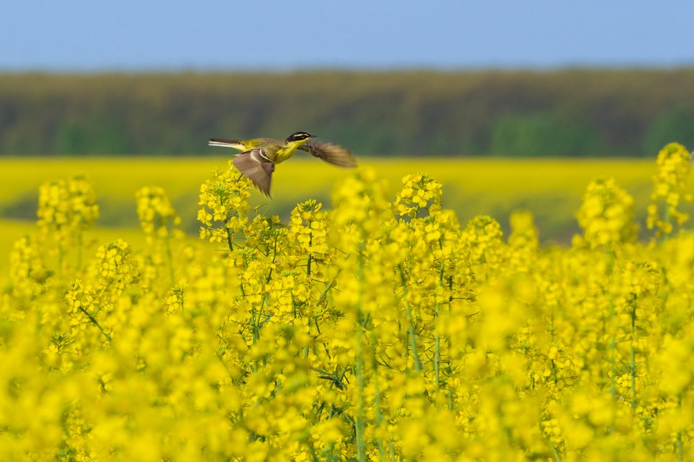 Fly over the colza field.