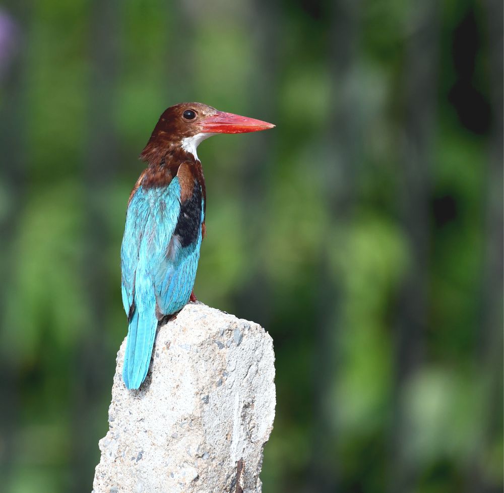 “Singing the blues”