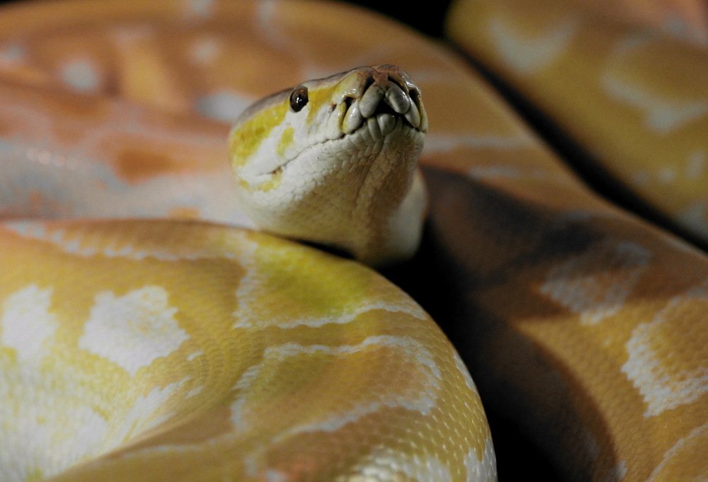 Фотография автора Анатолий Мироненко