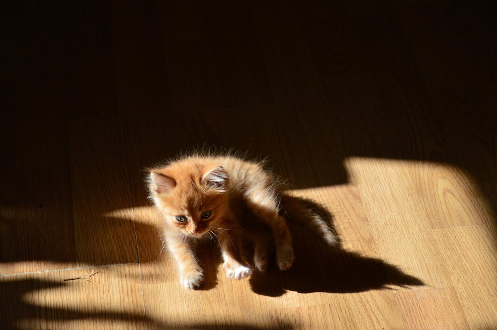 Новорожденный. Тень и свет