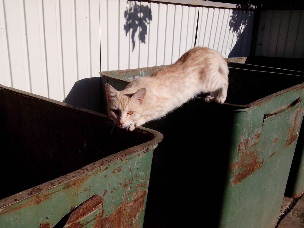 В поисках пищи. Из серии: "Сцены из кошачьей жизни". СценаИз жизни