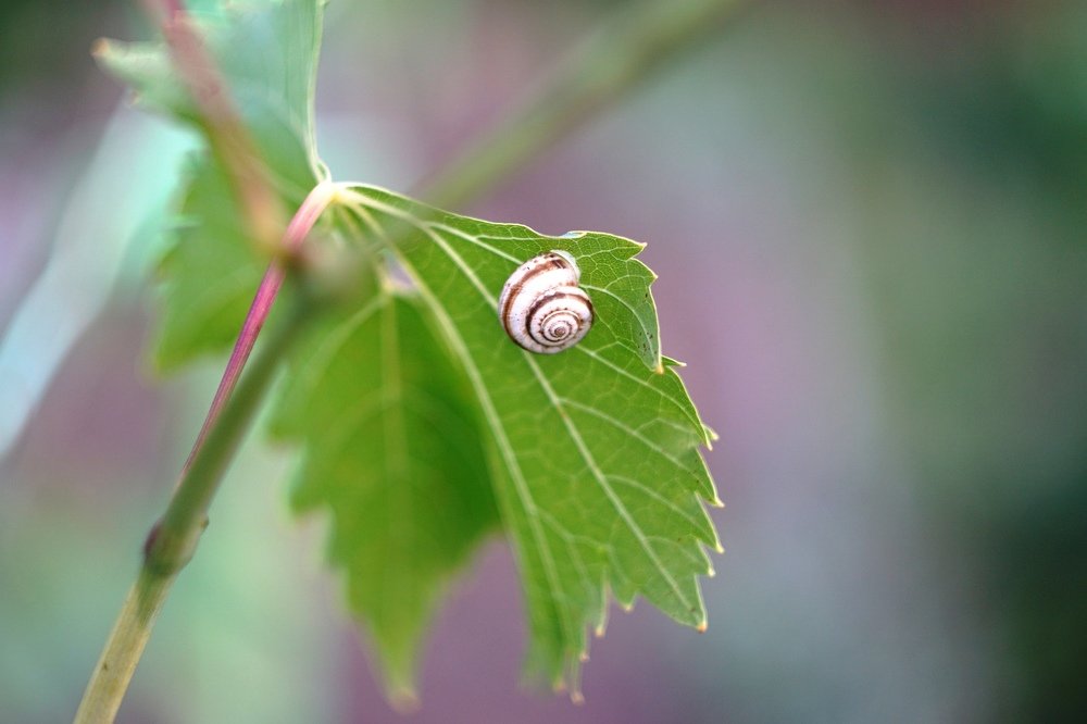 улитка на листе винограда