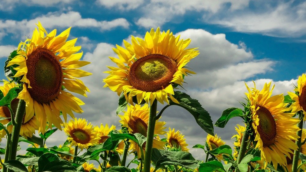 Подсолнухи