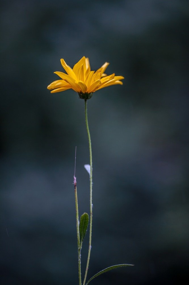 Желтый цветок