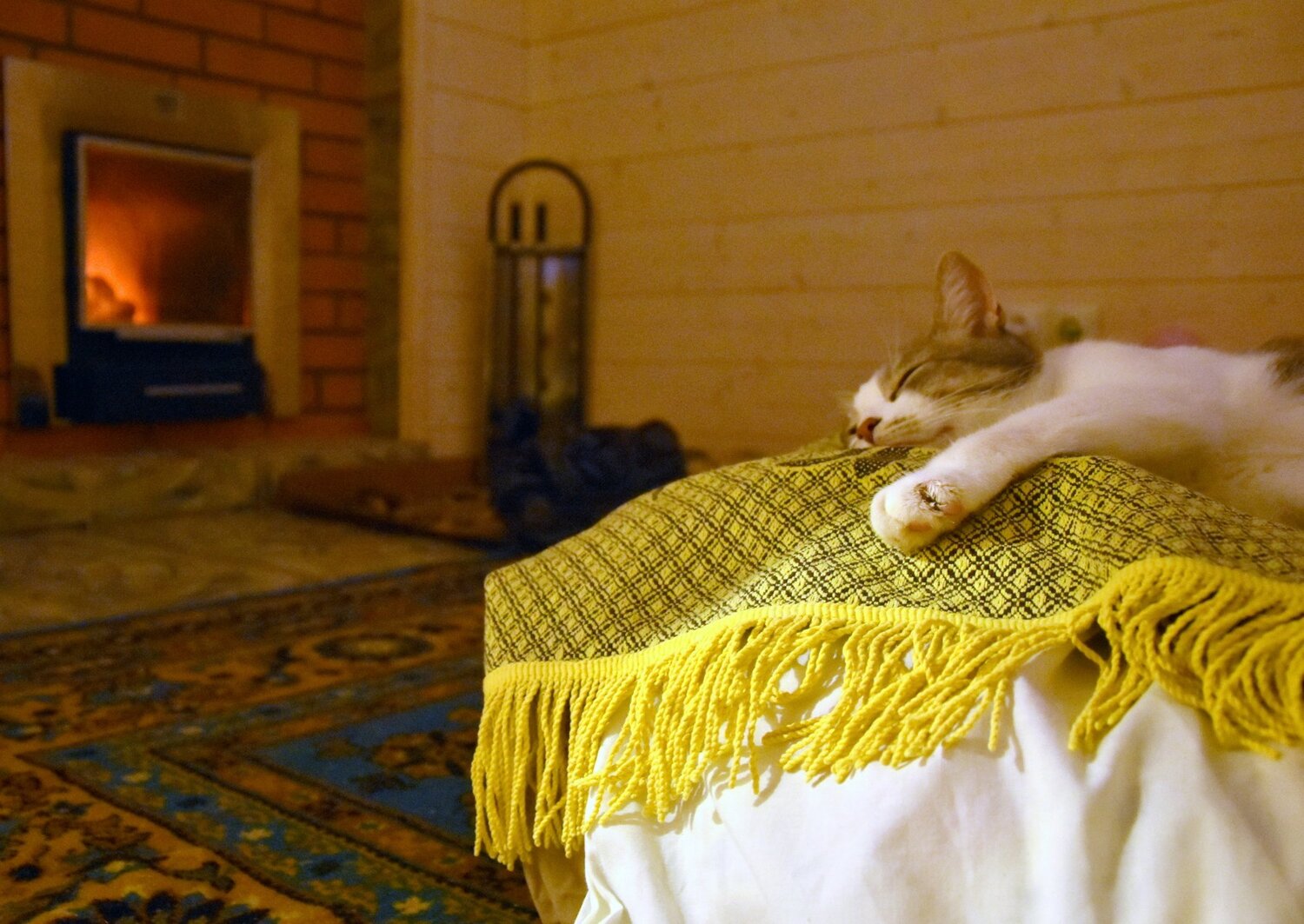 Кошачий релакс
