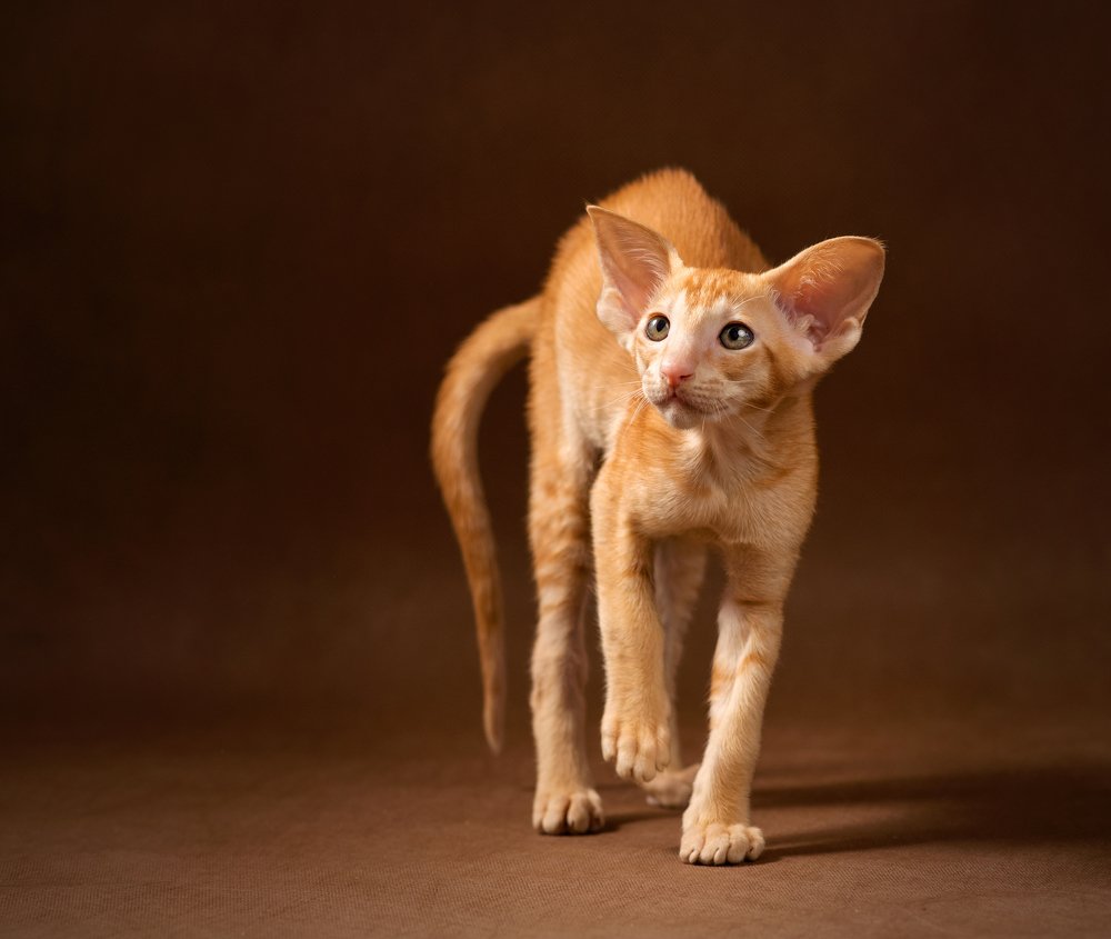 Photograph by Ирина Карпова