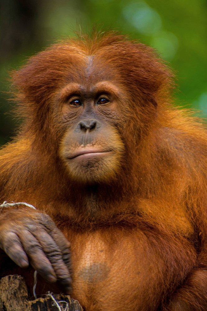 Don't kill me for the sake of a palm oil