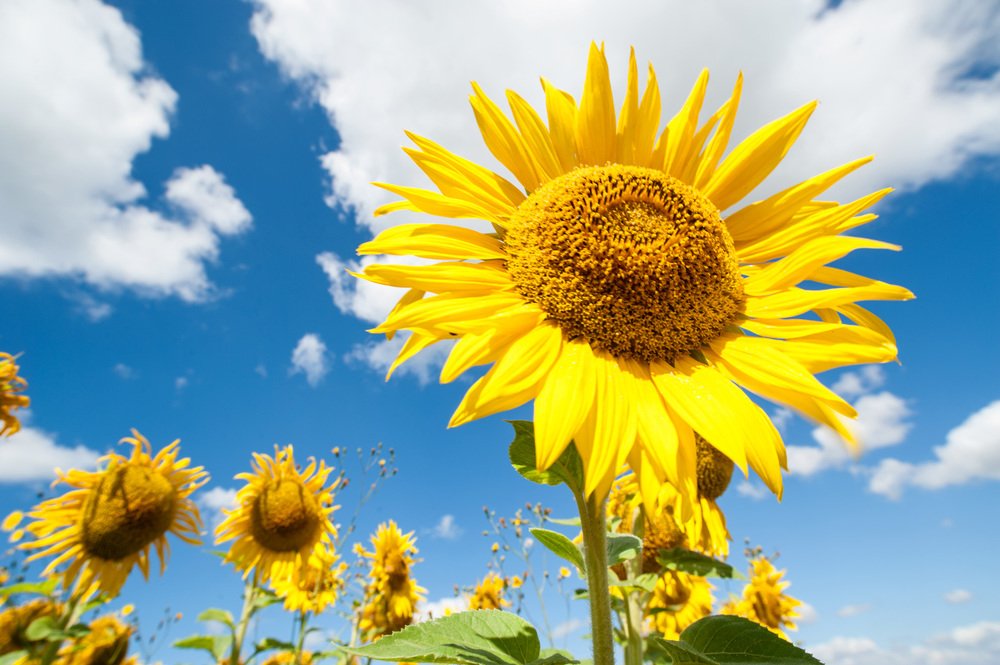 Photograph by Карина Воробьева