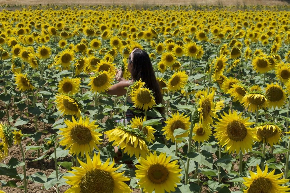 Nature is beautiful in yellow