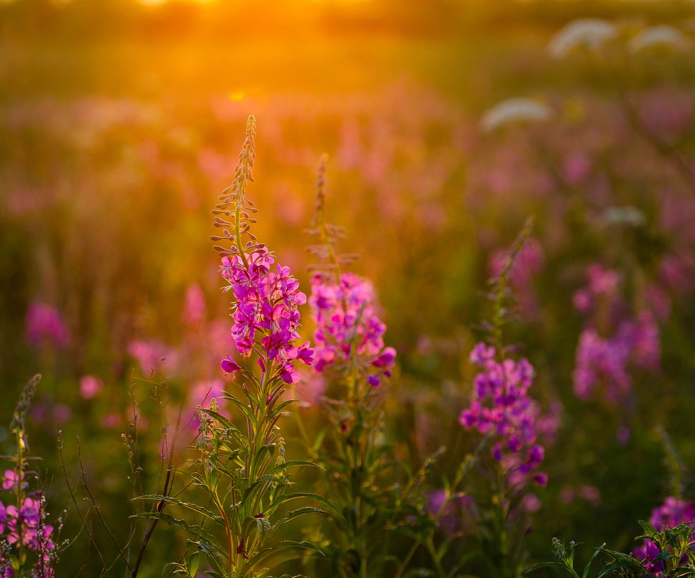 В полях Иван-чая