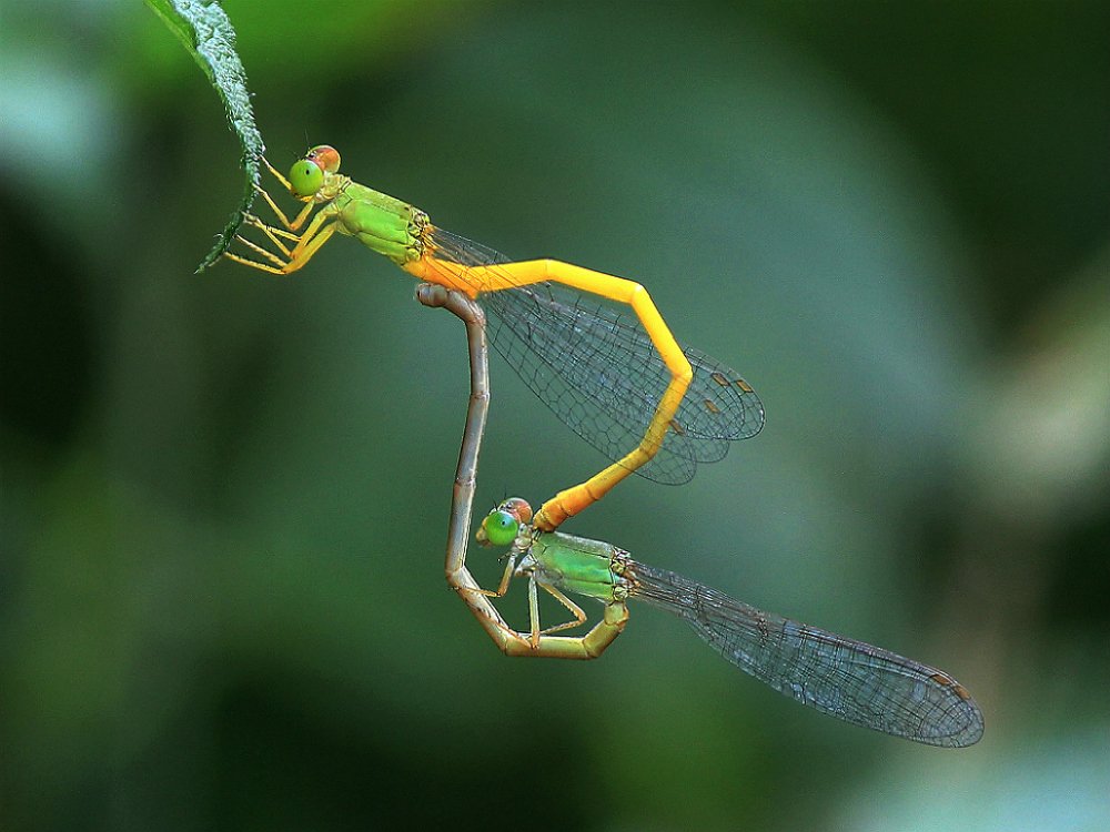Intimacy of Damselfly