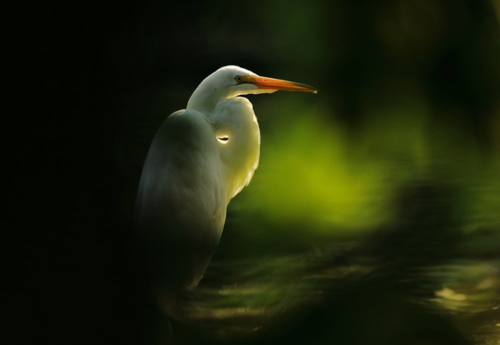 EGRET THRU THE TREES