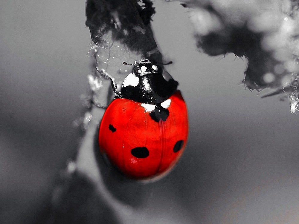 ladybeetle