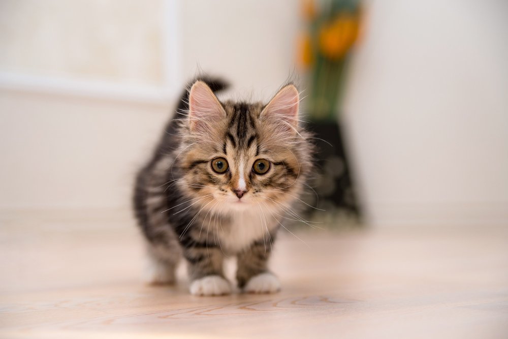 Любопытный малыш