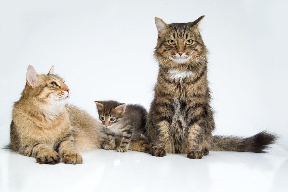 Cat Family