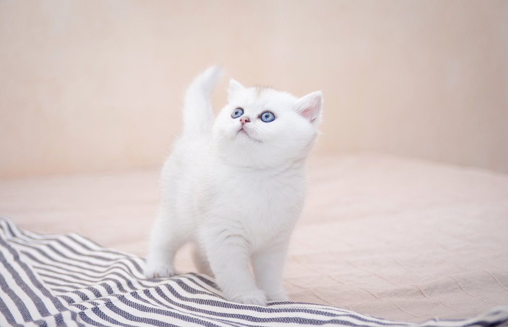 Голубоглазое чудо