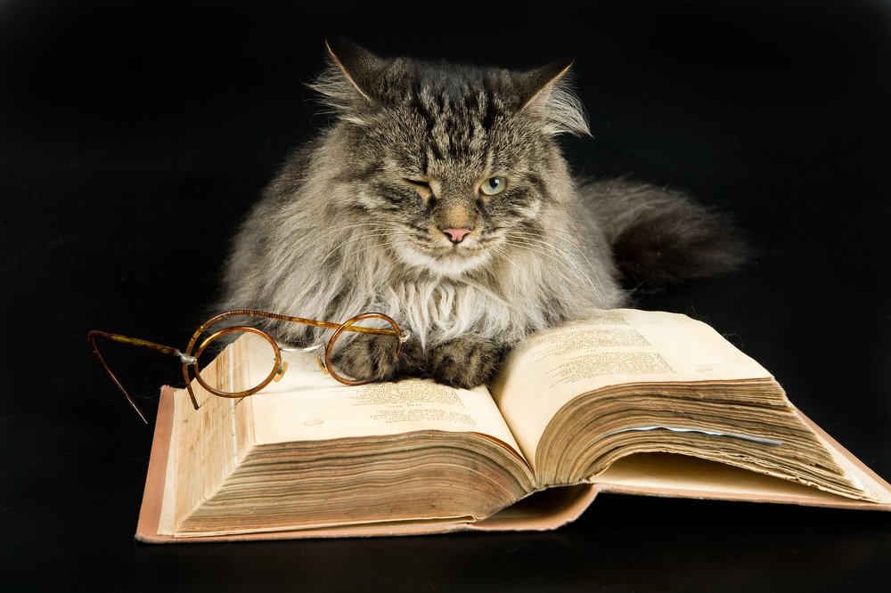 Reading Cat