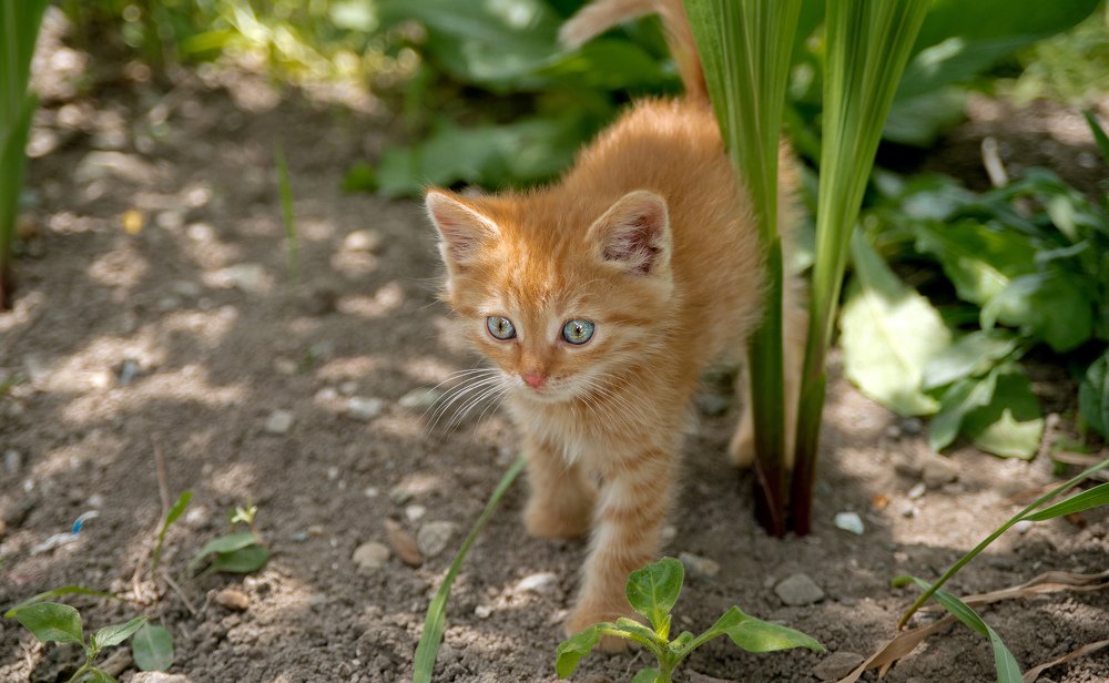 Самостоятельный рыжик