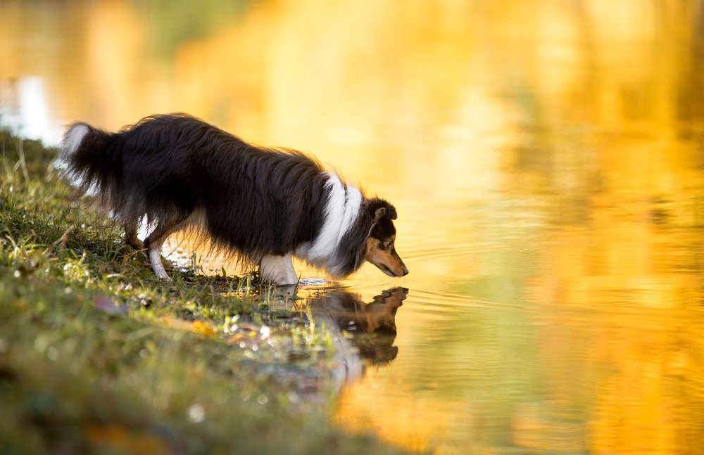Магическое Отражение