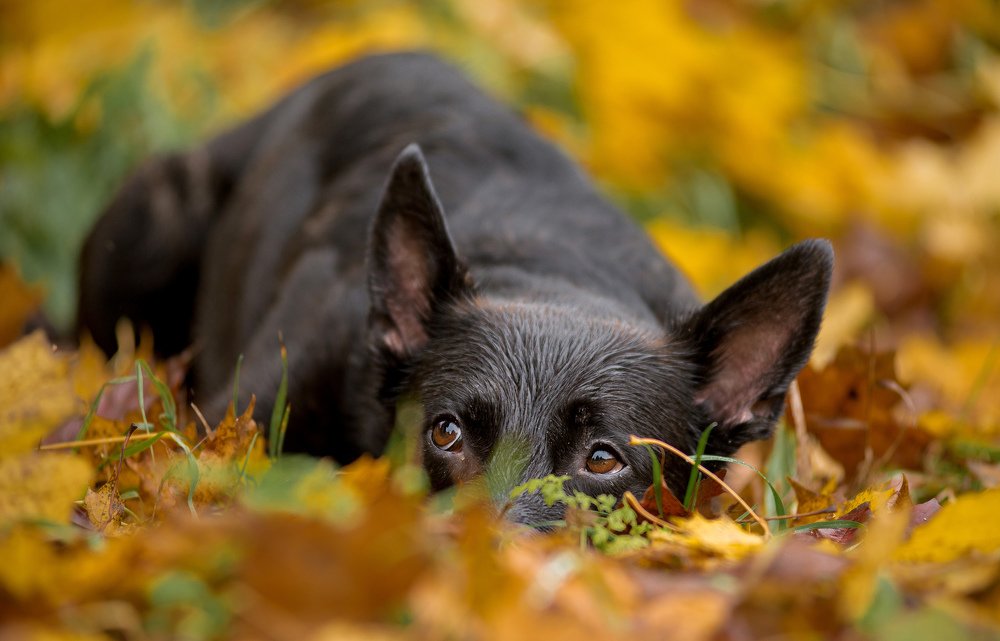 Задумчивость