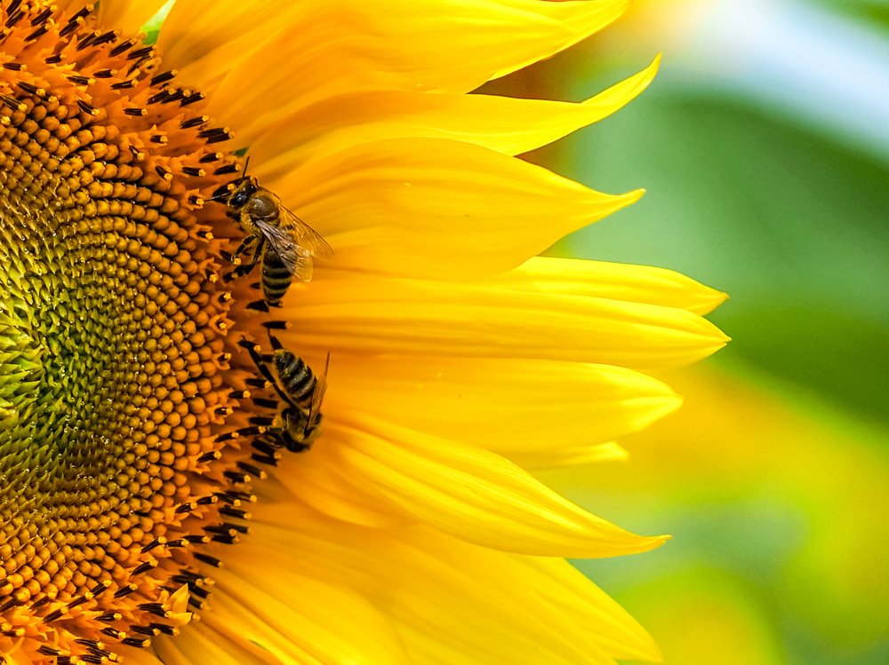 Bees in a sunflower
