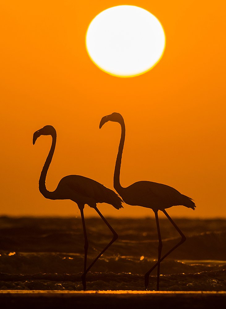 Perfect Duo at Sundown
