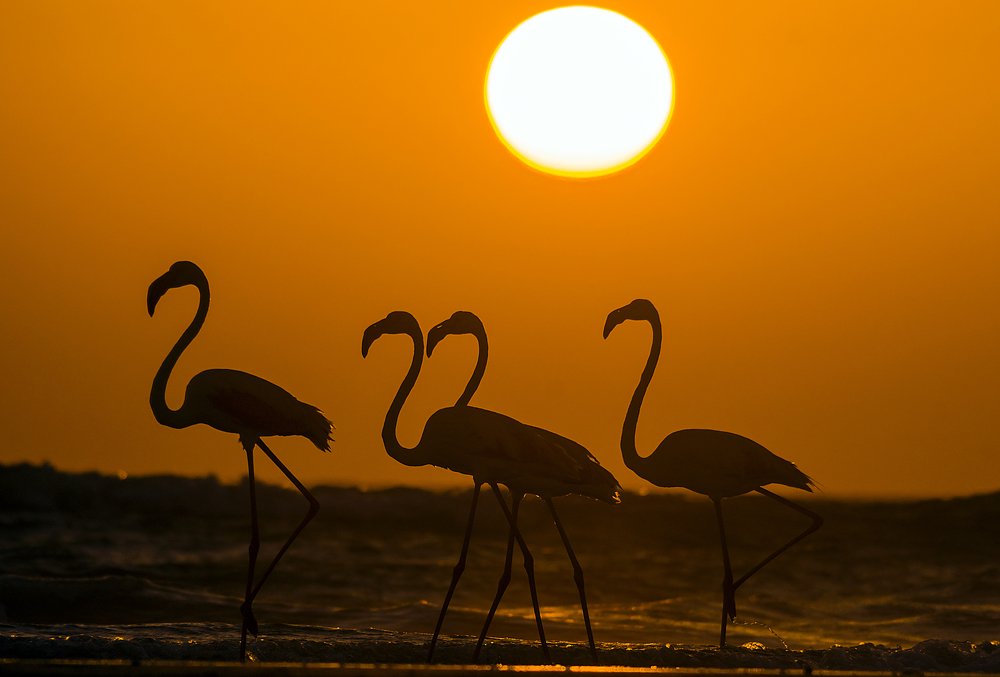 Four Star at the Sundown