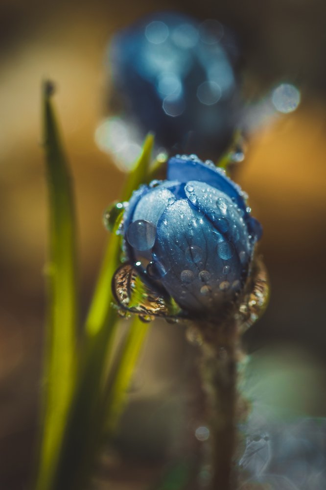 Слезы первоцвета