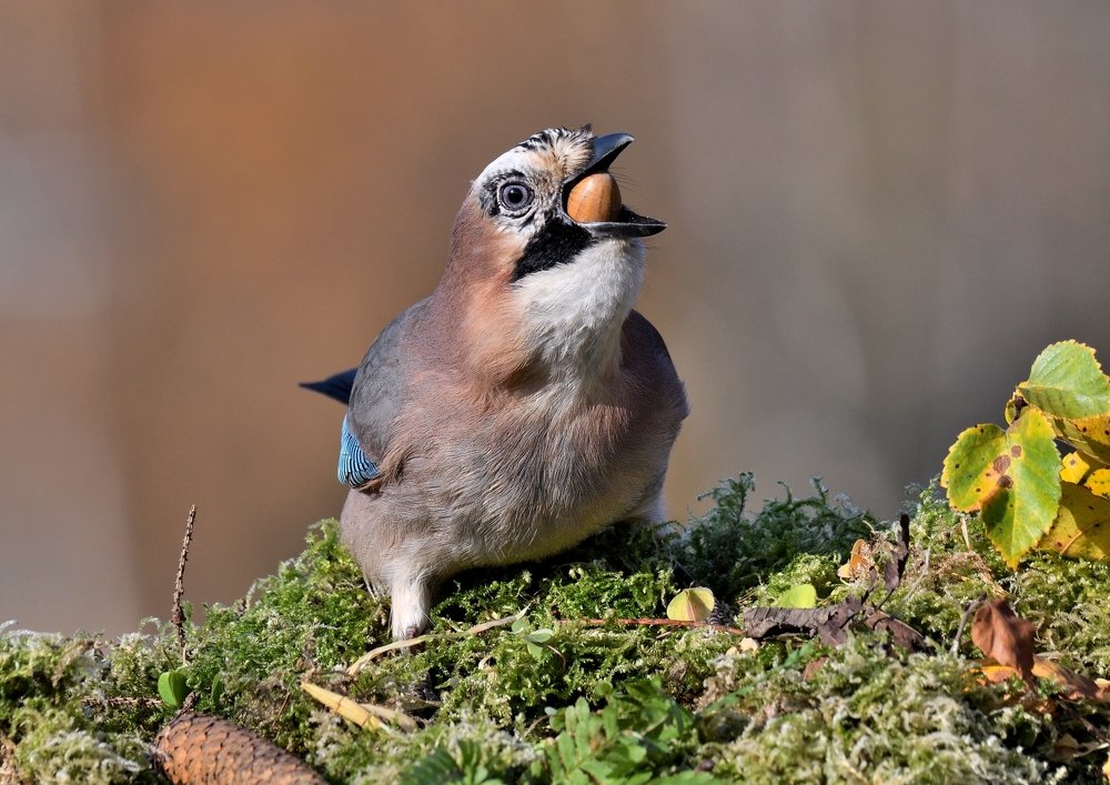 Не тот калибр.