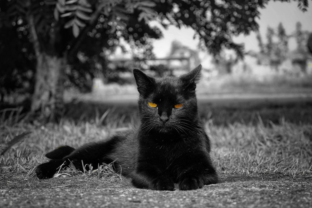 Цап-Царапыч