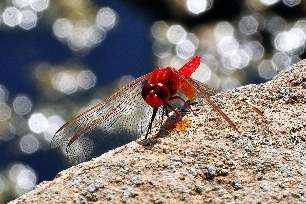 dragonfly and beyond