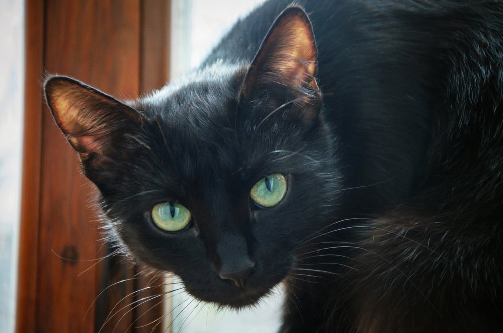 Photograph by Михаил Kolesnik