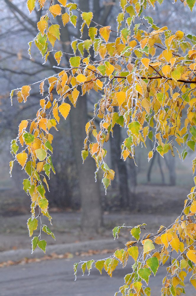 Морозное дыхание предзимья...