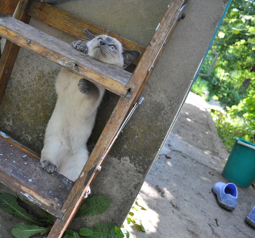 Дачные озорства Алисы...