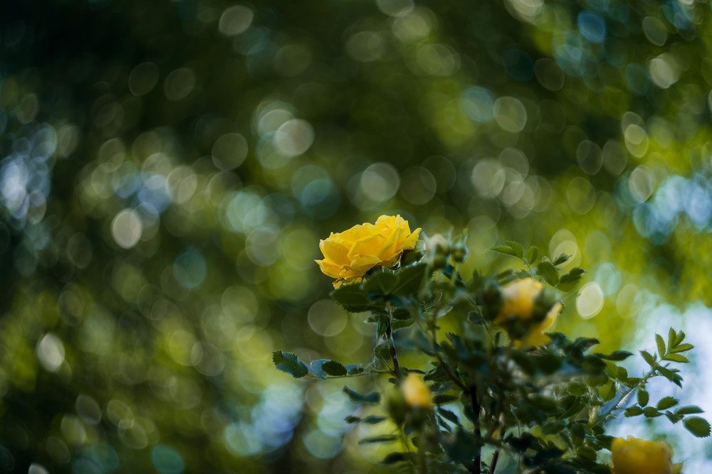 Photograph by Наталья Лещинская