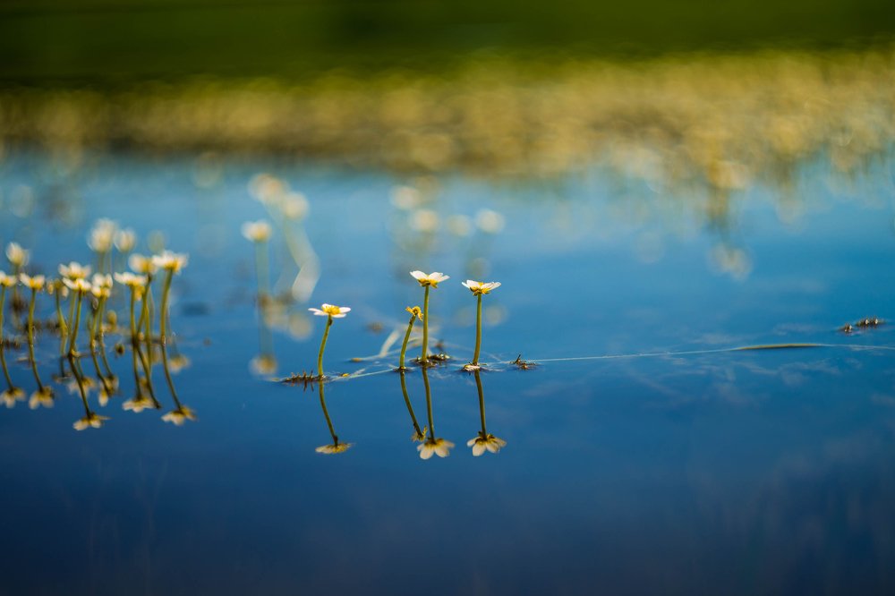 Photograph by Наталья Лещинская